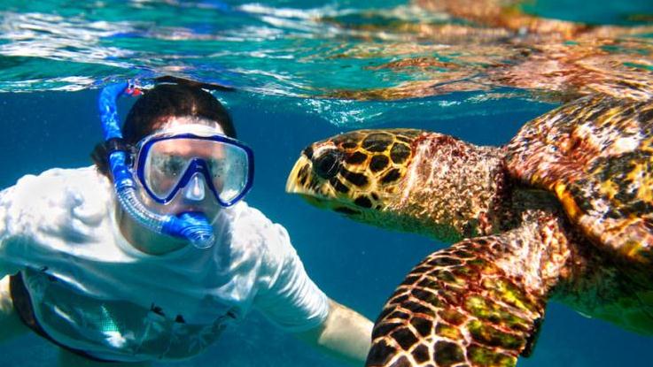 girl swimming with turtle